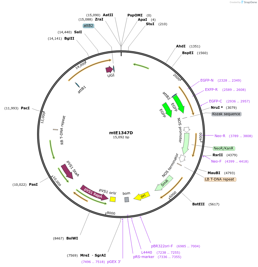 248057-plasmid-map-sequence-id-496102