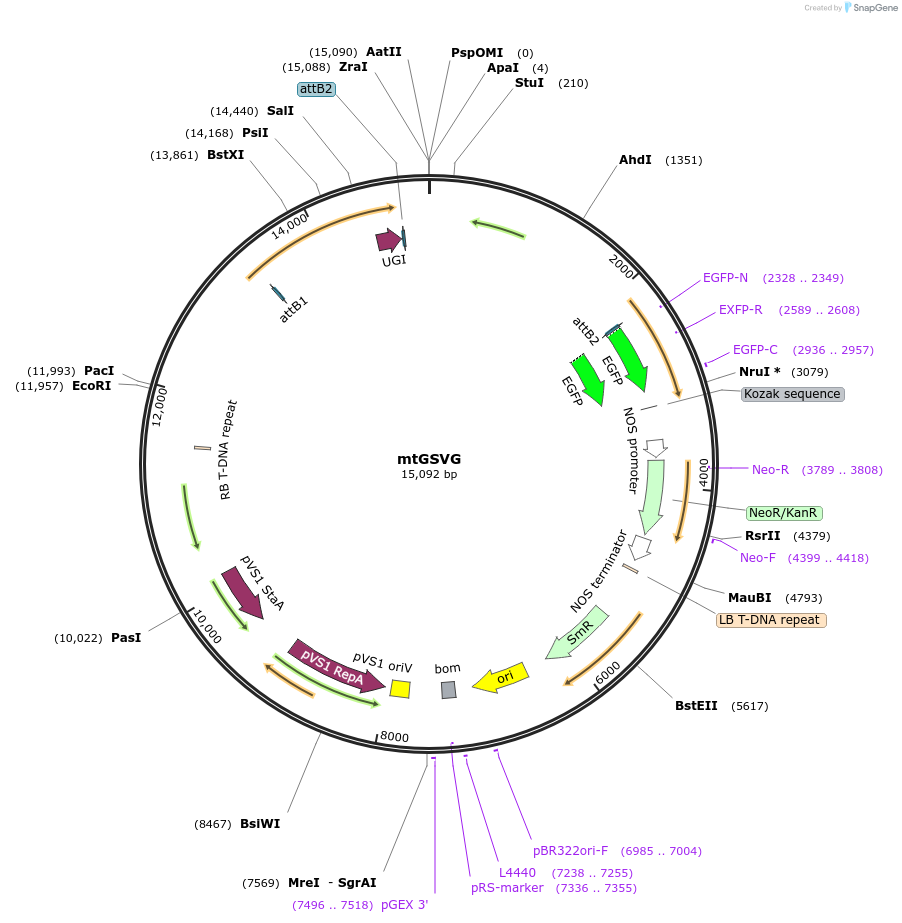 248058-plasmid-map-sequence-id-496103