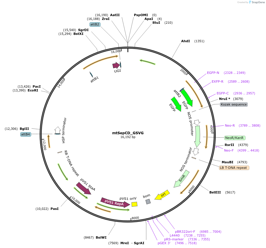 248059-plasmid-map-sequence-id-496104