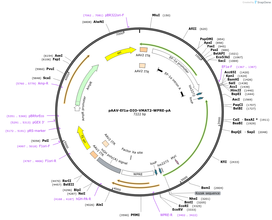 39339-plasmid-map-sequence-id-49611