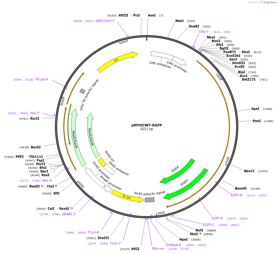 39326-plasmid-map-sequence-id-49613