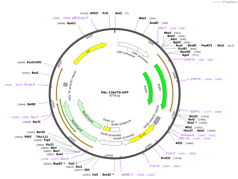 221592-plasmid-map-sequence-id-496171