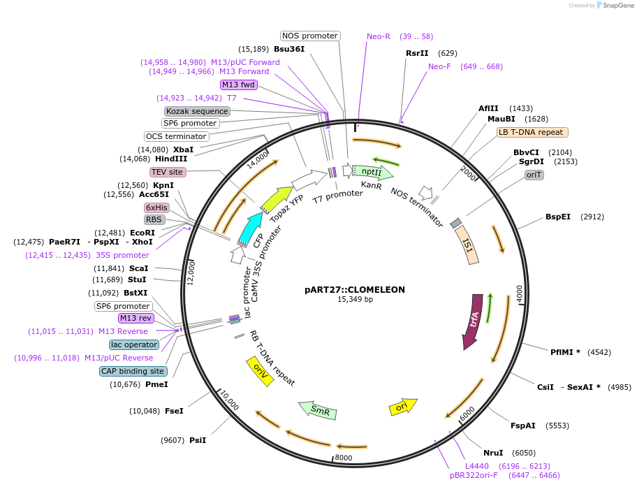 247988-plasmid-map-sequence-id-496181