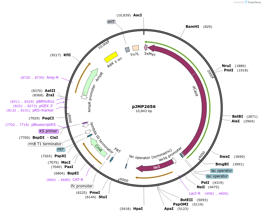 248701-plasmid-map-sequence-id-496182