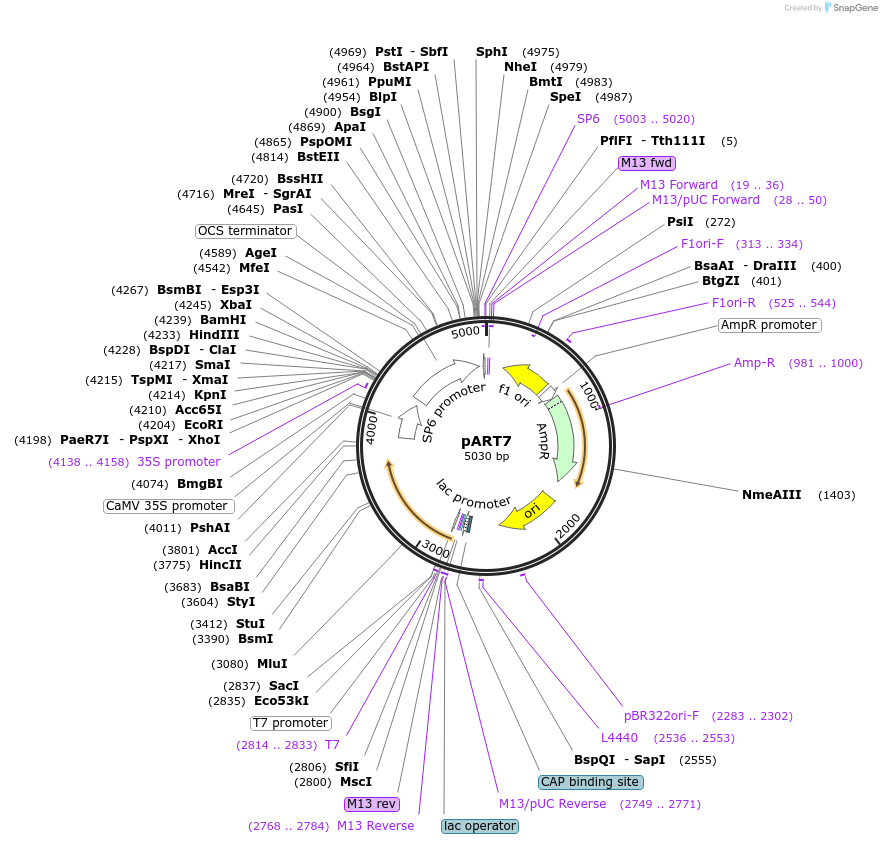 247985-plasmid-map-sequence-id-496183