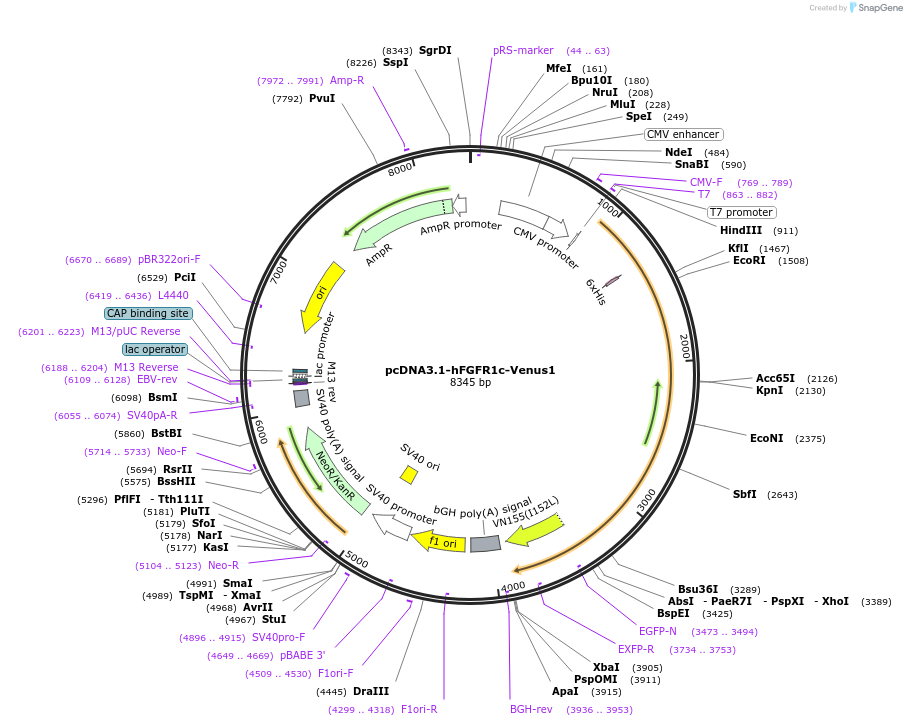 248628-plasmid-map-sequence-id-496187