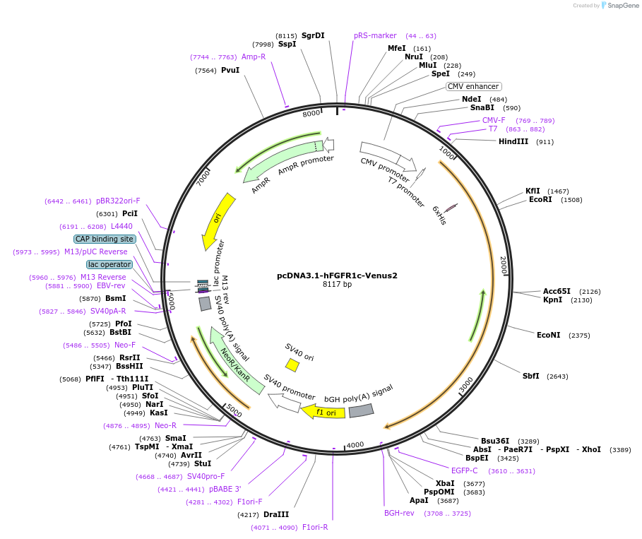 248629-plasmid-map-sequence-id-496190