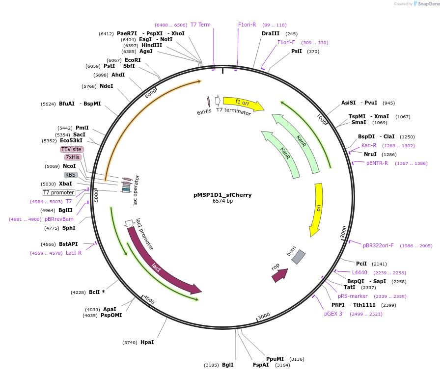 248923-plasmid-map-sequence-id-496202