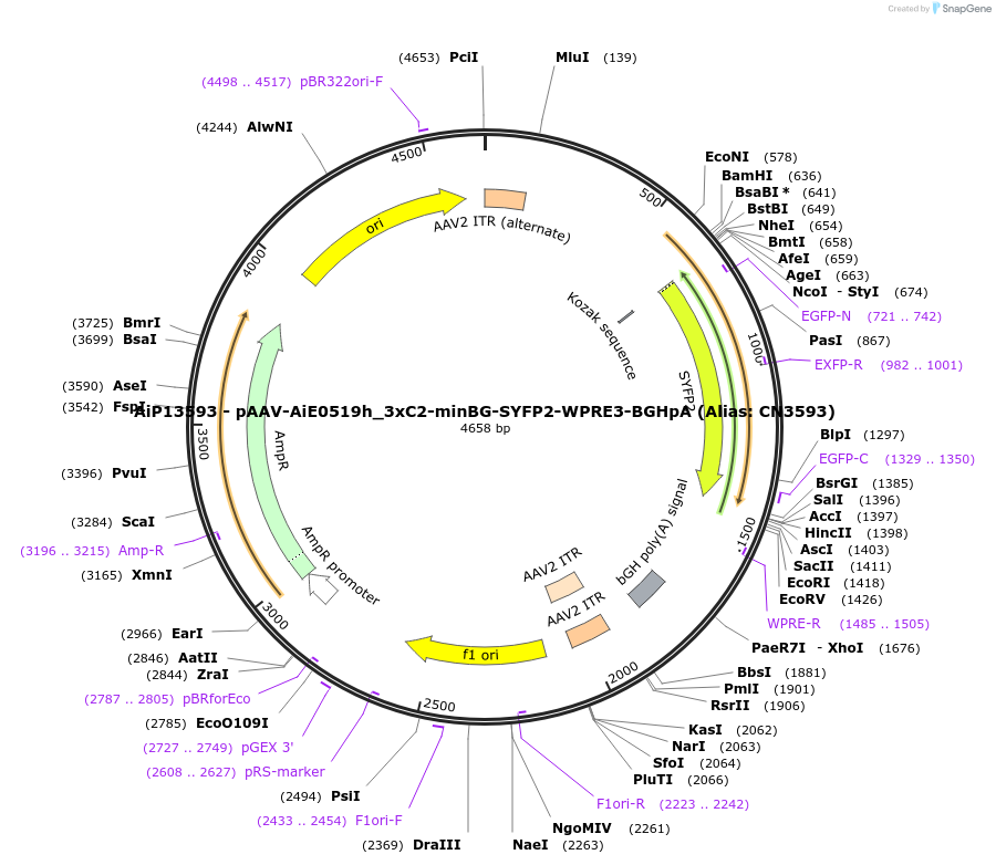 229915-plasmid-map-sequence-id-496208
