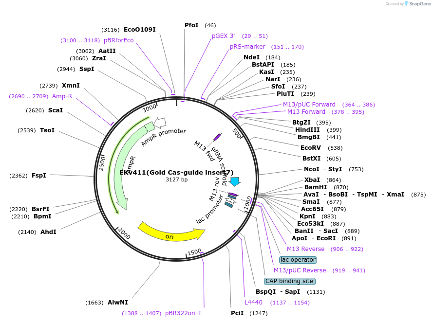 248340-plasmid-map-sequence-id-496210