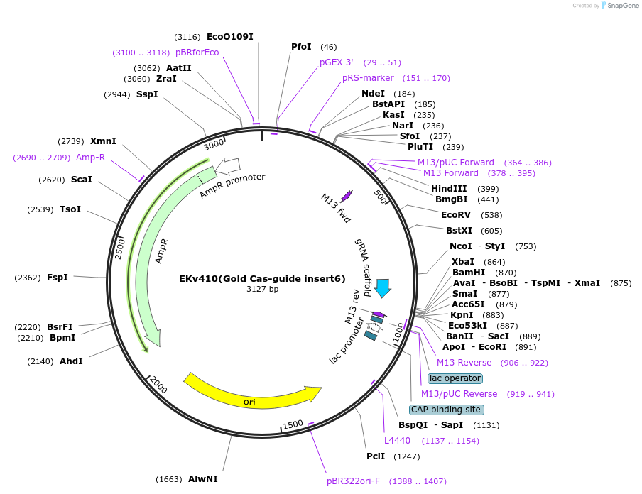248339-plasmid-map-sequence-id-496211