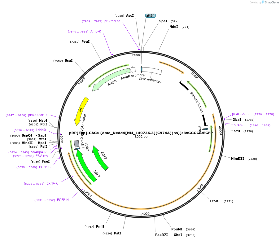248593-plasmid-map-sequence-id-496244
