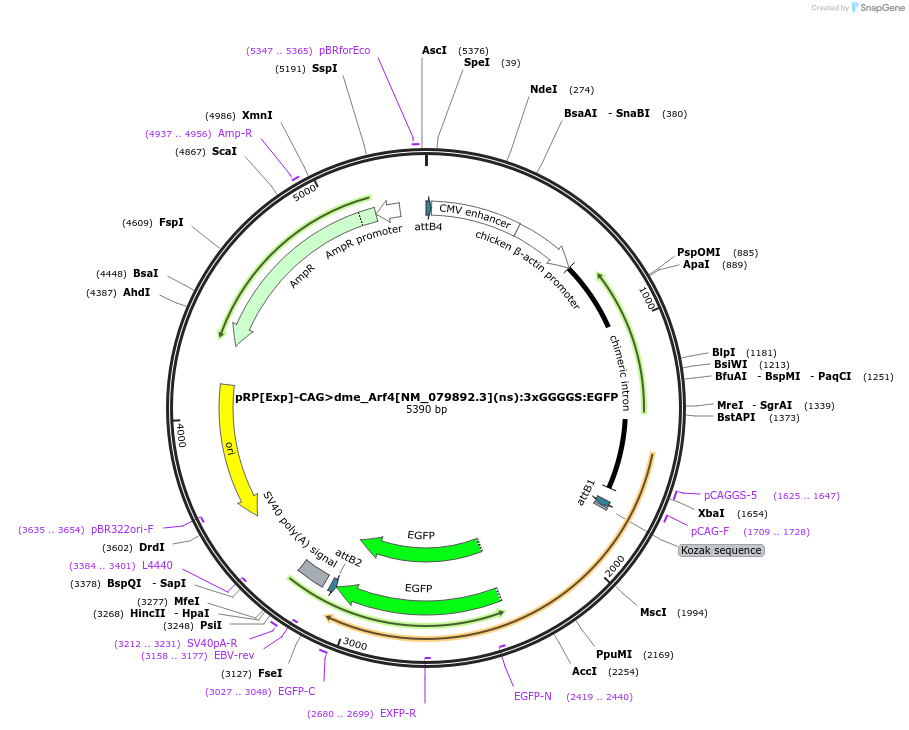 248594-plasmid-map-sequence-id-496245