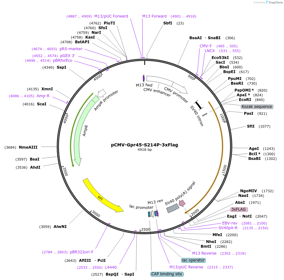 245987-plasmid-map-sequence-id-496246