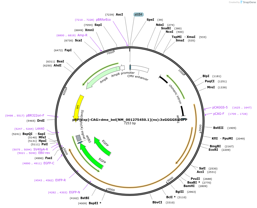 248595-plasmid-map-sequence-id-496247