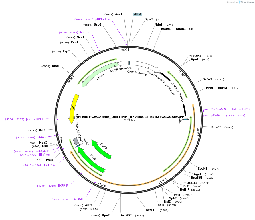 248596-plasmid-map-sequence-id-496250