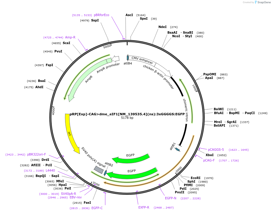248597-plasmid-map-sequence-id-496251