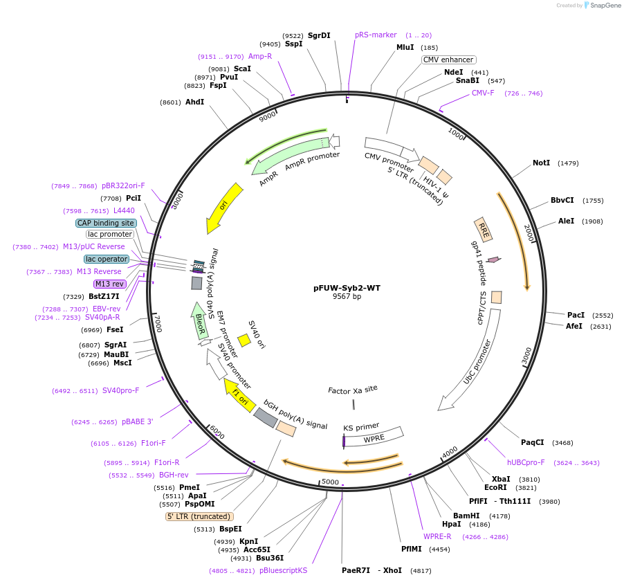 248131-plasmid-map-sequence-id-496252