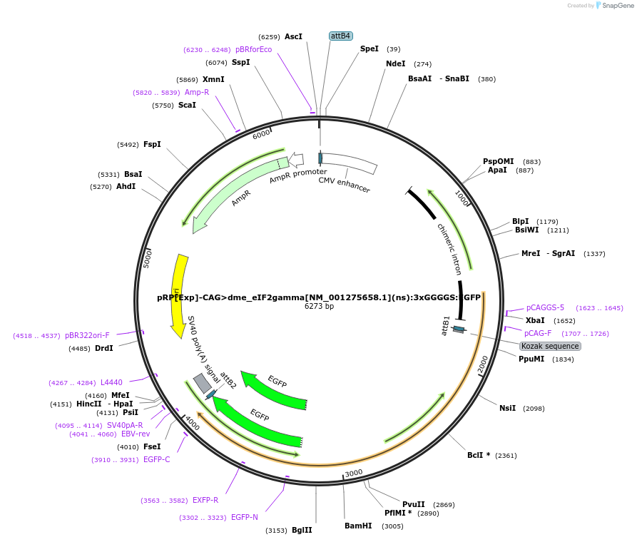 248598-plasmid-map-sequence-id-496253