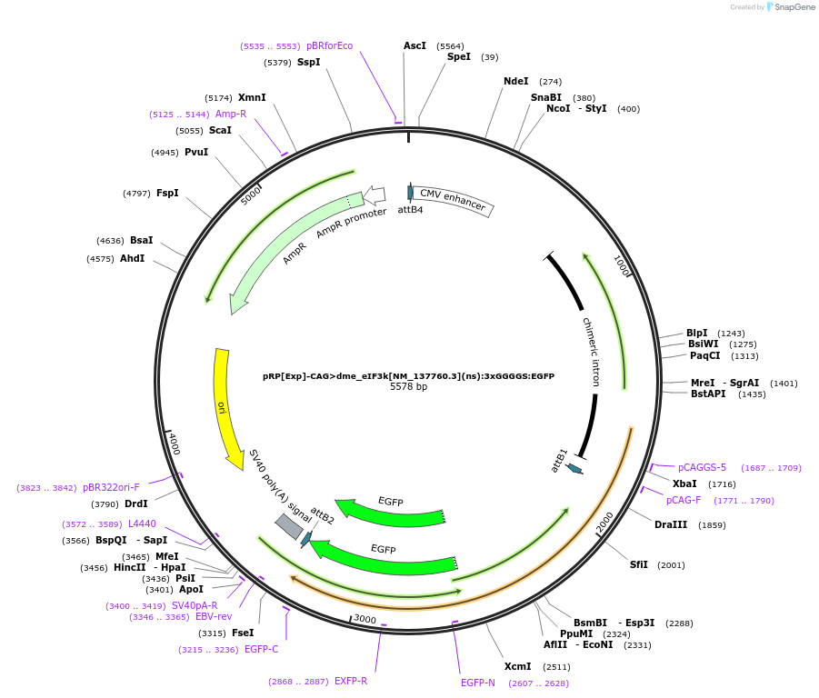 248599-plasmid-map-sequence-id-496254