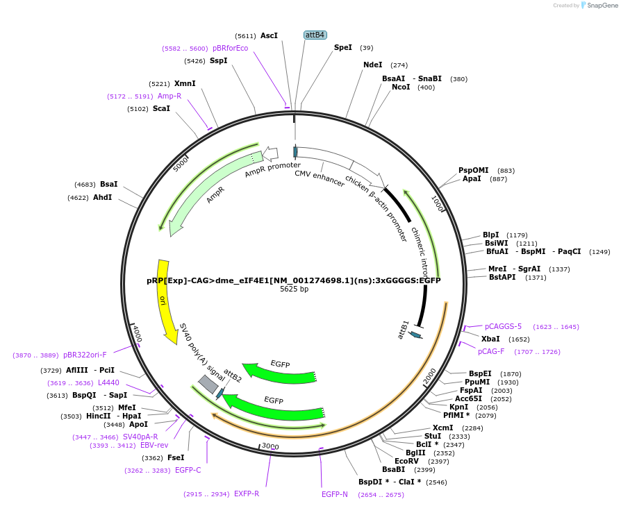 248600-plasmid-map-sequence-id-496255