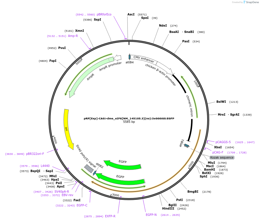 248601-plasmid-map-sequence-id-496256
