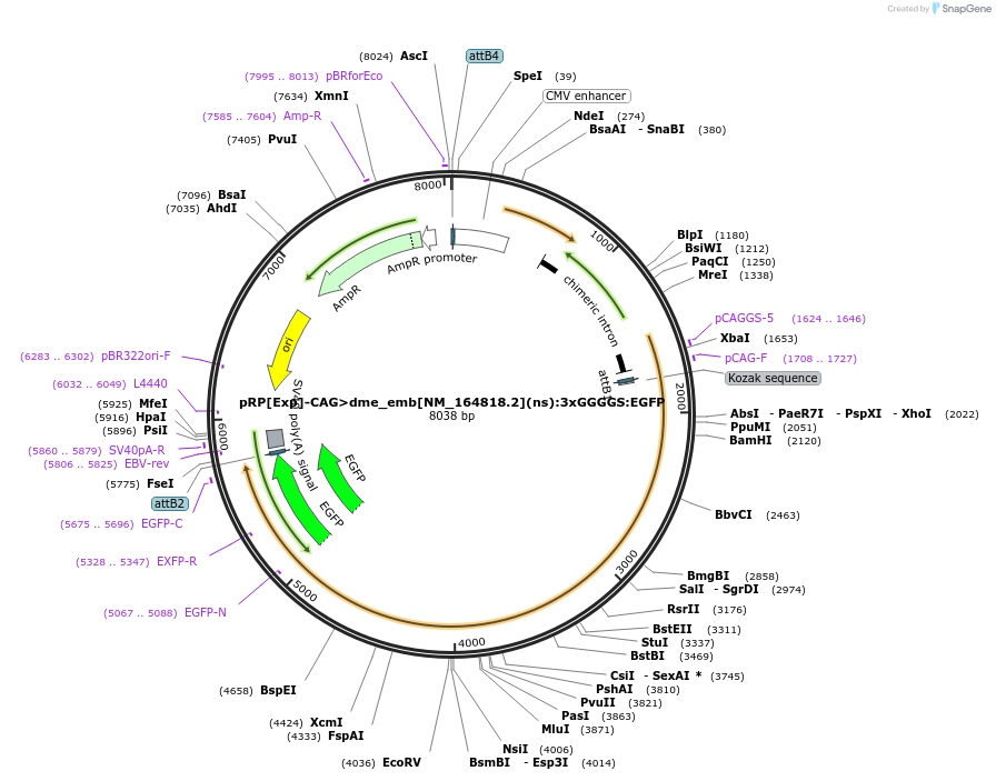 248602-plasmid-map-sequence-id-496257