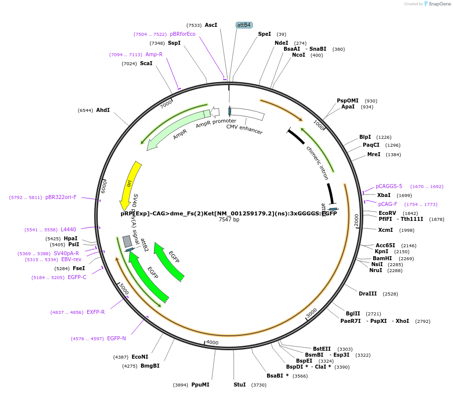 248603-plasmid-map-sequence-id-496258