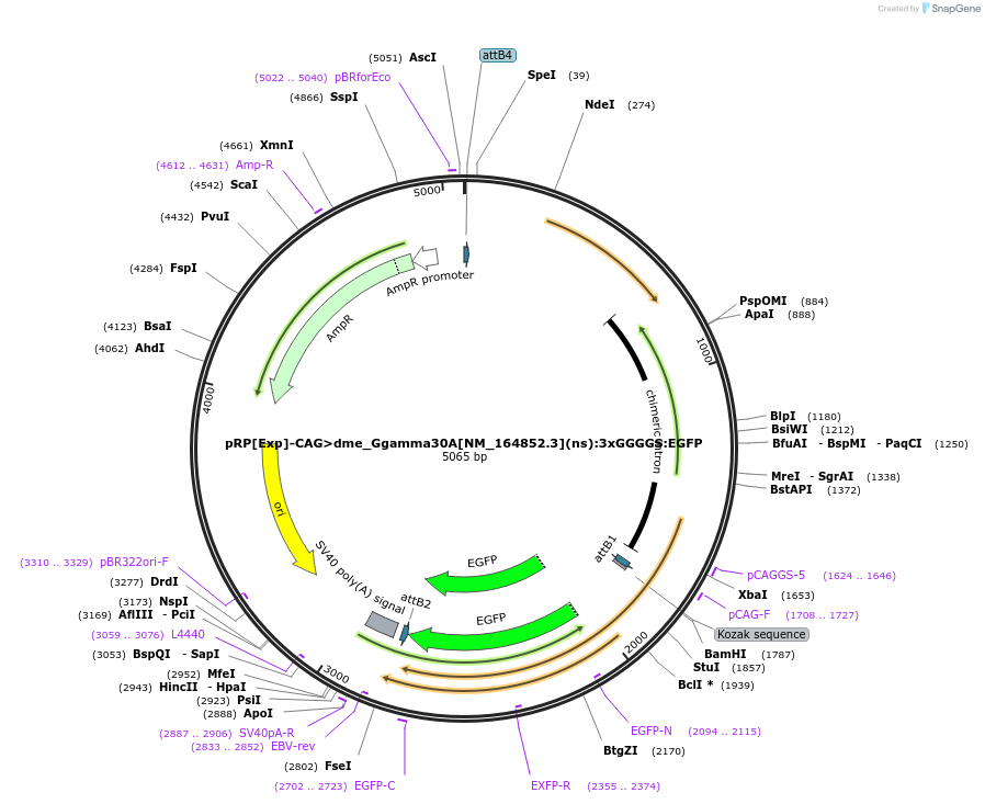 248604-plasmid-map-sequence-id-496259