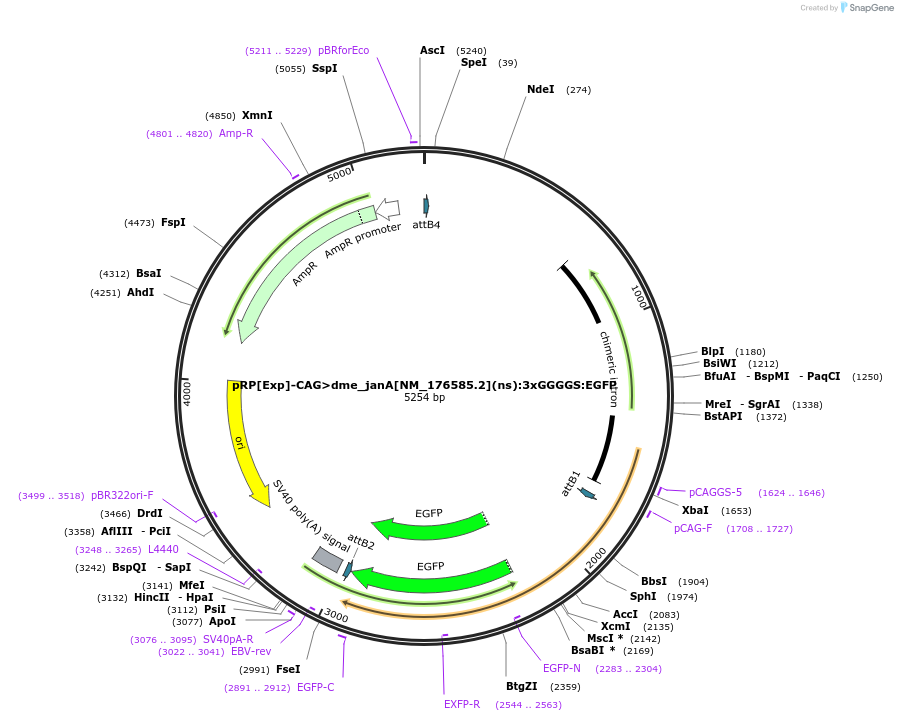 248605-plasmid-map-sequence-id-496261