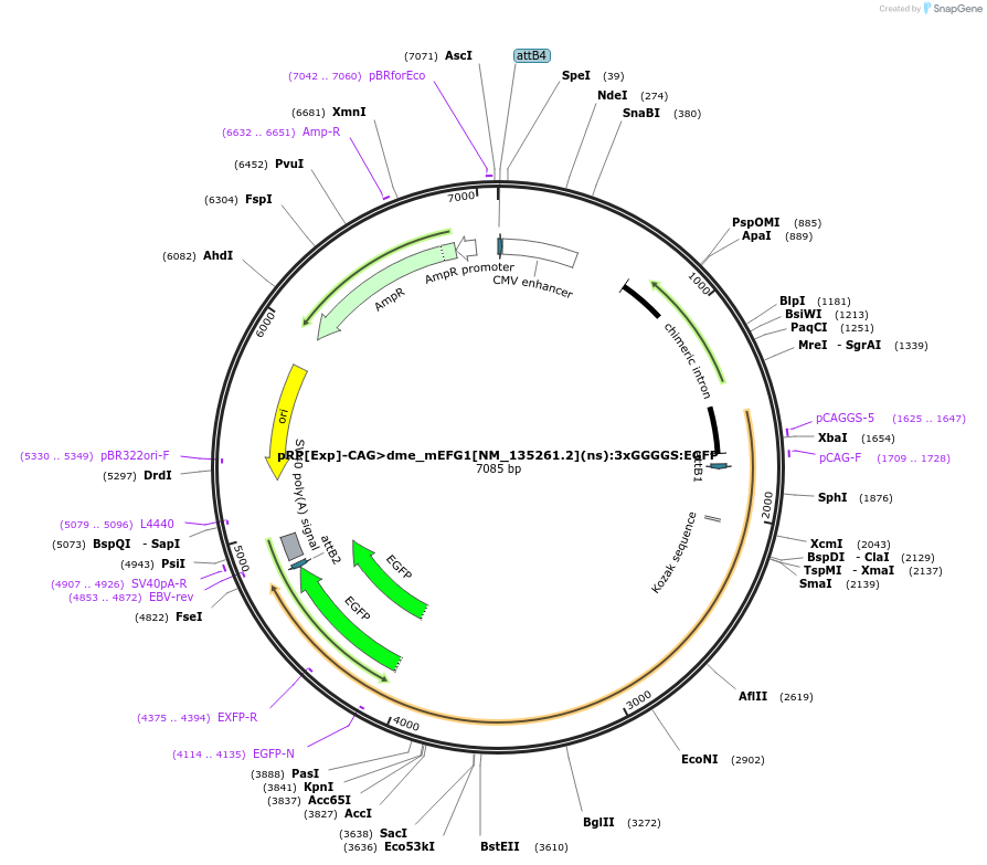 248606-plasmid-map-sequence-id-496279