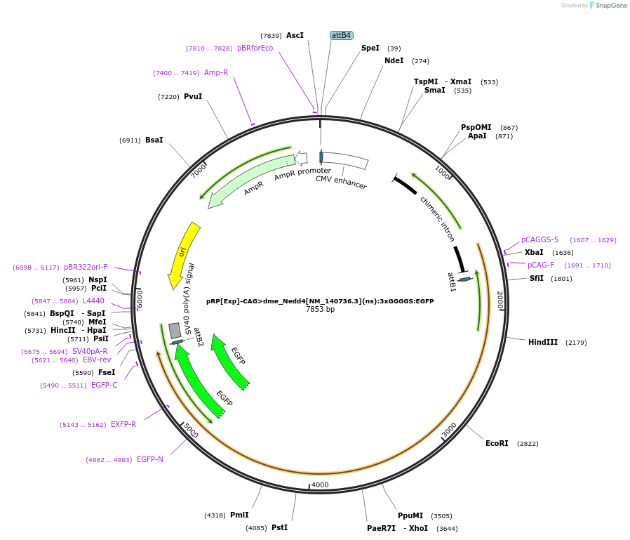 248607-plasmid-map-sequence-id-496280