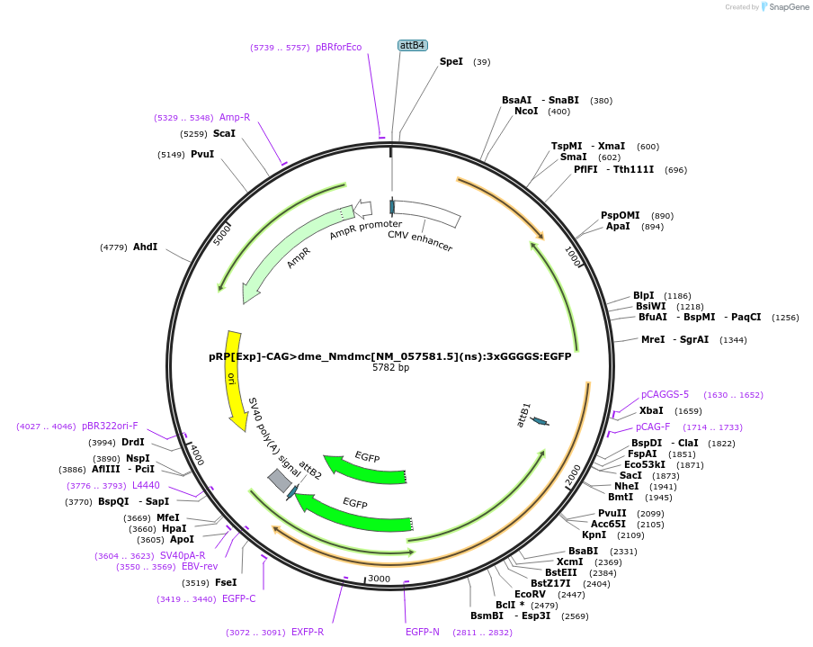 248608-plasmid-map-sequence-id-496281