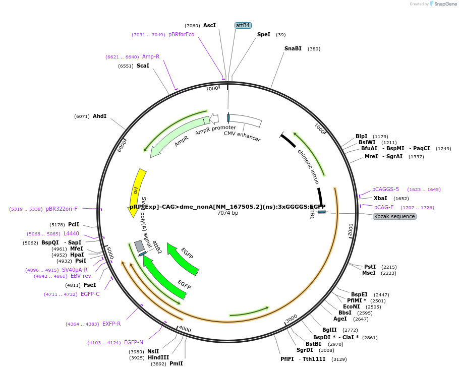 248609-plasmid-map-sequence-id-496282
