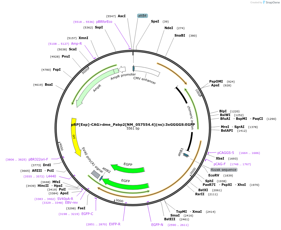 248610-plasmid-map-sequence-id-496283