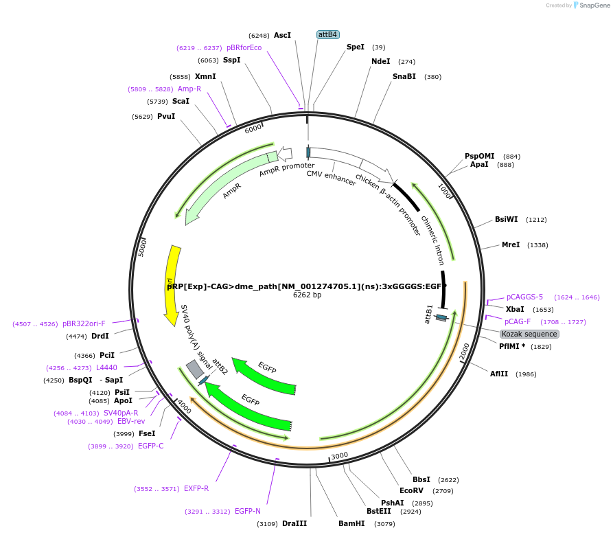 248611-plasmid-map-sequence-id-496284