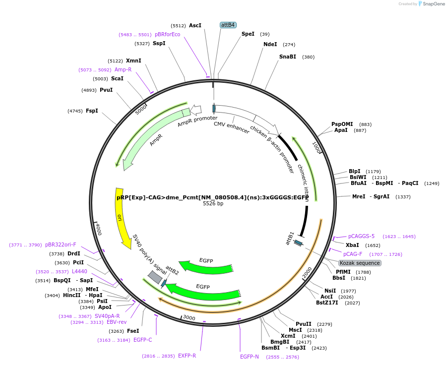 248612-plasmid-map-sequence-id-496286