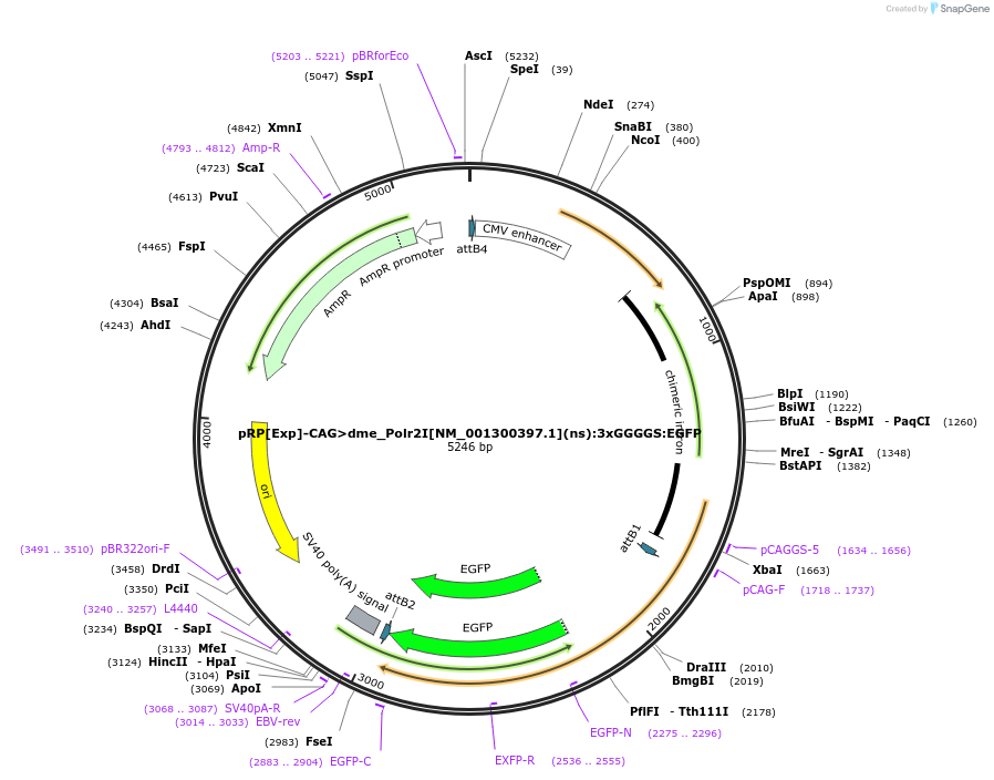 248613-plasmid-map-sequence-id-496287
