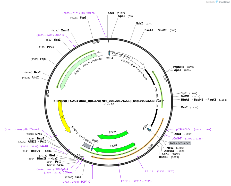248614-plasmid-map-sequence-id-496288
