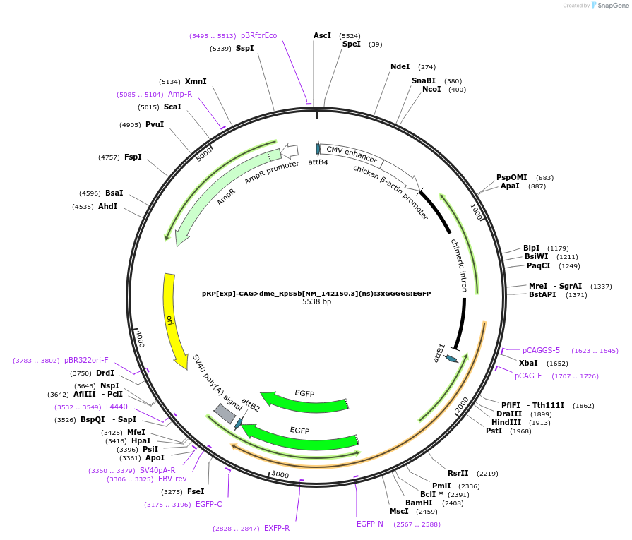 248615-plasmid-map-sequence-id-496289