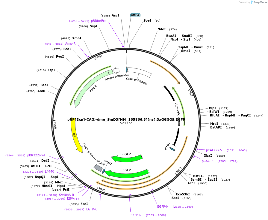 248616-plasmid-map-sequence-id-496290