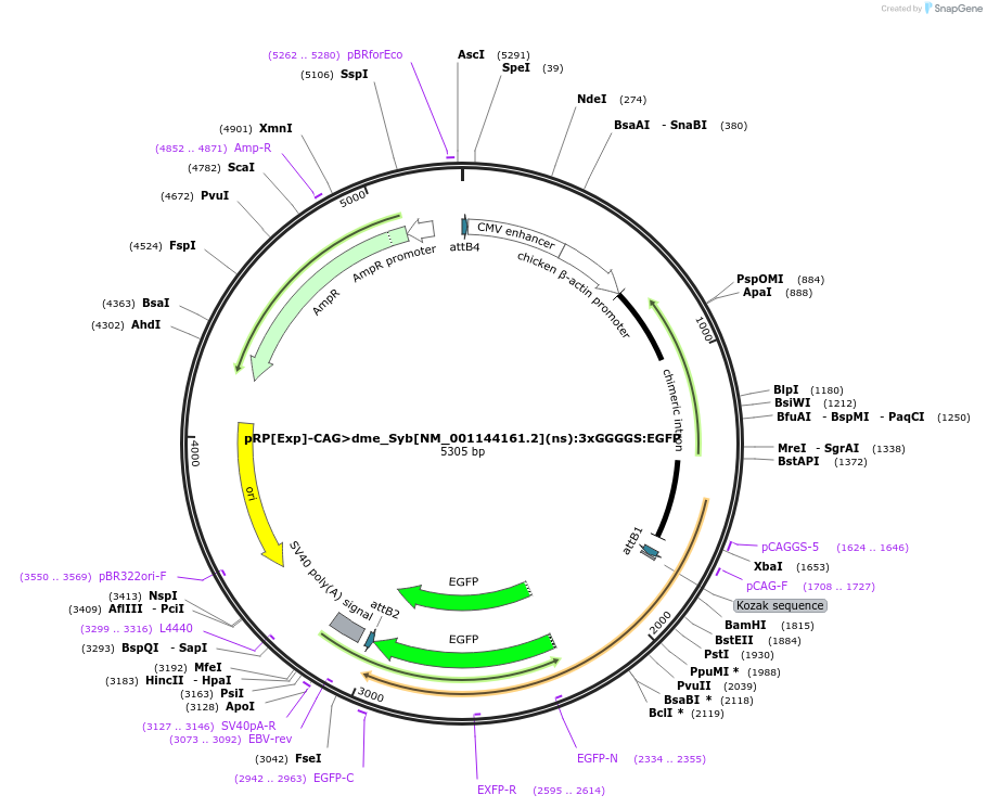 248617-plasmid-map-sequence-id-496292