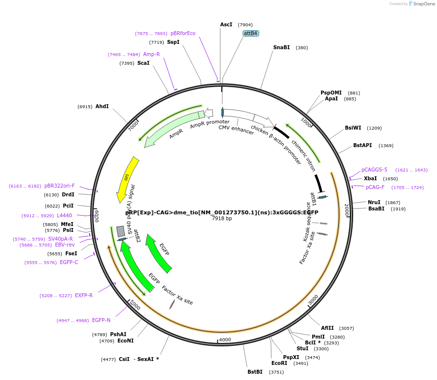 248618-plasmid-map-sequence-id-496293