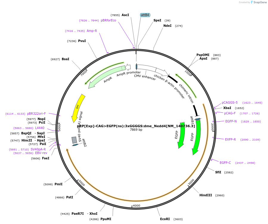 248619-plasmid-map-sequence-id-496294