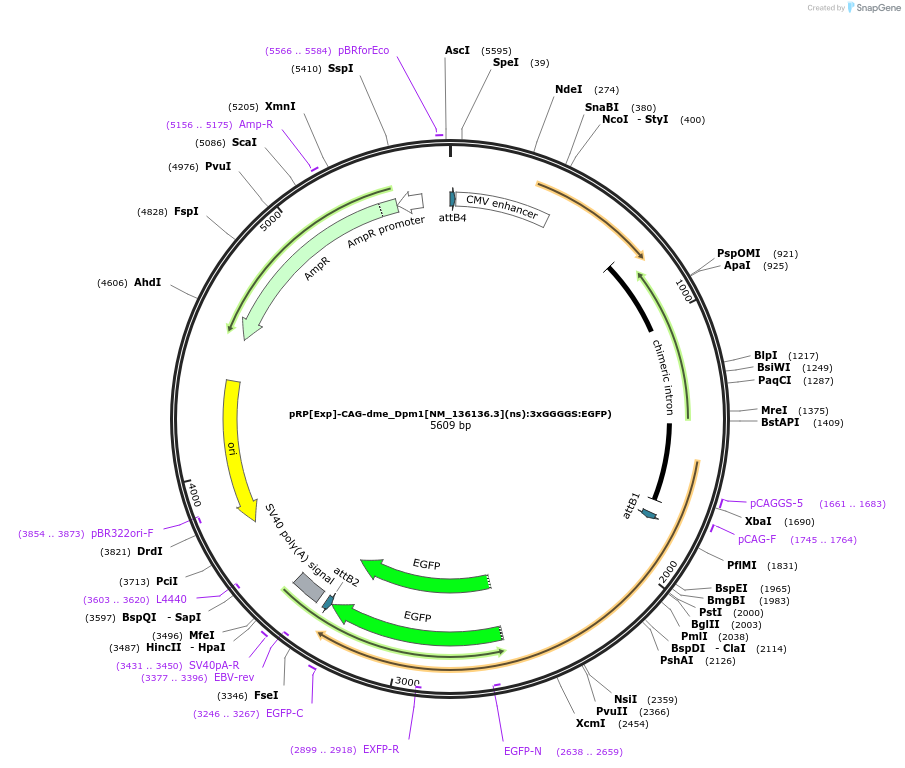 248620-plasmid-map-sequence-id-496295