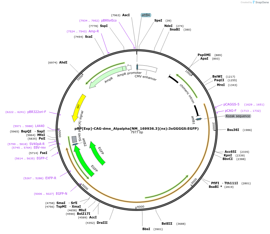 248623-plasmid-map-sequence-id-496296