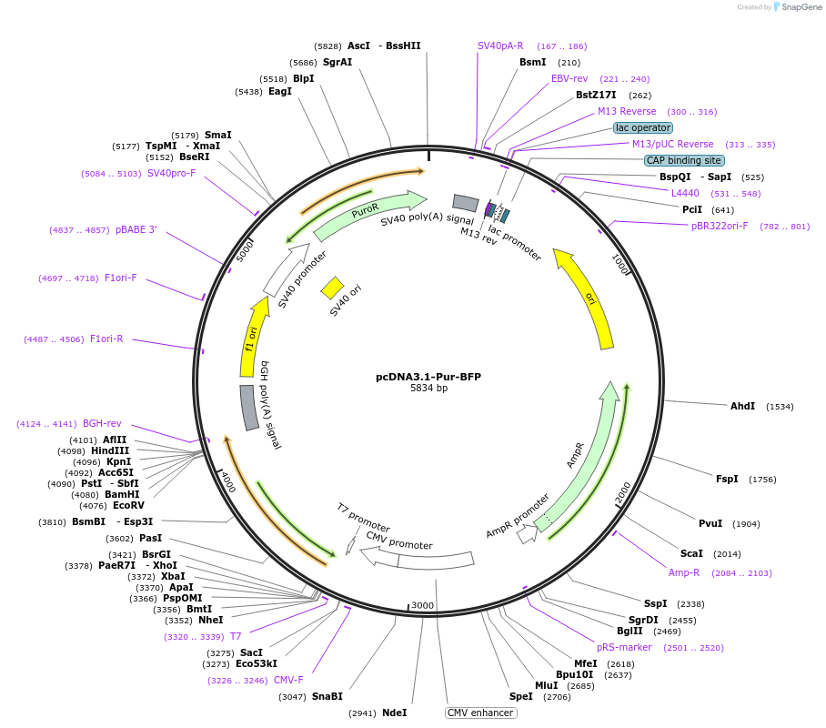 248290-plasmid-map-sequence-id-496309