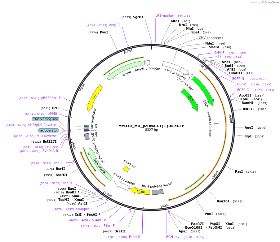 245886-plasmid-map-sequence-id-496310