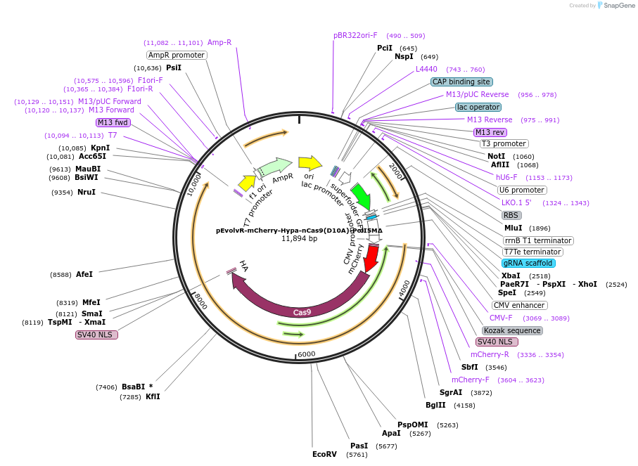 249076-plasmid-map-sequence-id-496314