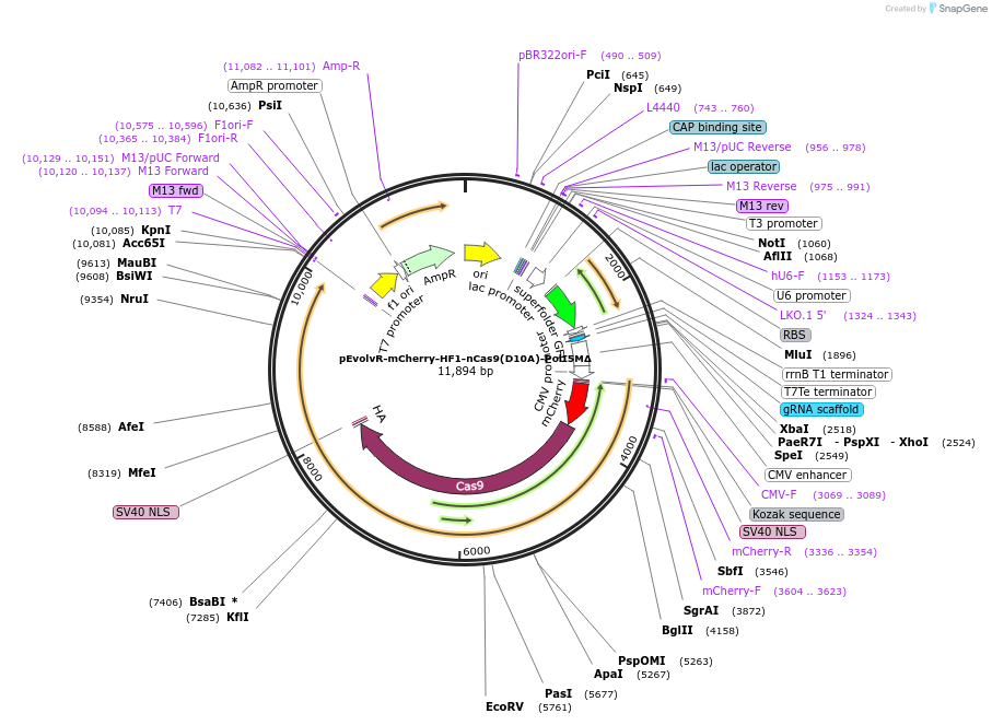 249075-plasmid-map-sequence-id-496315